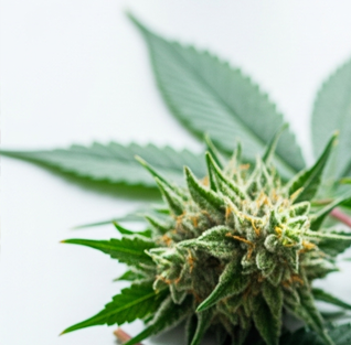 Uzależnienie od marihuany – objawy, leczenie i rola terapii w walce