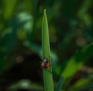 Wczesne objawy boreliozy – jak rozpoznać i kiedy zgłosić się do lekarza?